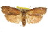  ( - CCDB-15725-G03)  @11 [ ] CreativeCommons - Attribution (2011) ANIC/CBG Photography Group Centre for Biodiversity Genomics