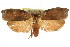  ( - CCDB-15725-G05)  @11 [ ] CreativeCommons - Attribution (2011) ANIC/CBG Photography Group Centre for Biodiversity Genomics