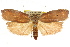  ( - CCDB-15725-G07)  @11 [ ] CreativeCommons - Attribution (2011) ANIC/CBG Photography Group Centre for Biodiversity Genomics