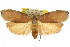  ( - CCDB-15725-G08)  @11 [ ] CreativeCommons - Attribution (2011) ANIC/CBG Photography Group Centre for Biodiversity Genomics