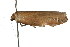  ( - CCDB-15725-G10)  @13 [ ] CreativeCommons - Attribution (2011) ANIC/CBG Photography Group Centre for Biodiversity Genomics