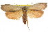  (Echiomima fabulosa - CCDB-15725-H05)  @15 [ ] CreativeCommons - Attribution (2011) ANIC/CBG Photography Group Centre for Biodiversity Genomics