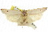  (Echiomima sp. ANIC3 - CCDB-15726-A08)  @11 [ ] CreativeCommons - Attribution (2011) ANIC/CBG Photography Group Centre for Biodiversity Genomics