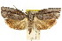 ( - CCDB-15726-F11)  @11 [ ] CreativeCommons - Attribution (2011) ANIC/CBG Photography Group Centre for Biodiversity Genomics