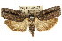  ( - CCDB-15726-G01)  @11 [ ] CreativeCommons - Attribution (2011) ANIC/CBG Photography Group Centre for Biodiversity Genomics