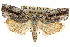 ( - CCDB-15726-G03)  @11 [ ] CreativeCommons - Attribution (2011) ANIC/CBG Photography Group Centre for Biodiversity Genomics
