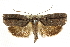  ( - CCDB-15726-G05)  @14 [ ] CreativeCommons - Attribution (2011) ANIC/CBG Photography Group Centre for Biodiversity Genomics