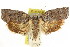  ( - CCDB-15726-G06)  @11 [ ] CreativeCommons - Attribution (2011) ANIC/CBG Photography Group Centre for Biodiversity Genomics