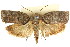  ( - CCDB-15726-G07)  @11 [ ] CreativeCommons - Attribution (2011) ANIC/CBG Photography Group Centre for Biodiversity Genomics
