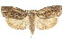  ( - CCDB-15726-G10)  @11 [ ] CreativeCommons - Attribution (2011) ANIC/CBG Photography Group Centre for Biodiversity Genomics