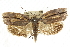  ( - CCDB-15726-G11)  @11 [ ] CreativeCommons - Attribution (2011) ANIC/CBG Photography Group Centre for Biodiversity Genomics