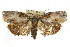  ( - CCDB-15726-G12)  @11 [ ] CreativeCommons - Attribution (2011) ANIC/CBG Photography Group Centre for Biodiversity Genomics