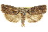  ( - CCDB-15726-H05)  @11 [ ] CreativeCommons - Attribution (2011) ANIC/CBG Photography Group Centre for Biodiversity Genomics