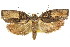  ( - CCDB-15726-H07)  @11 [ ] CreativeCommons - Attribution (2011) ANIC/CBG Photography Group Centre for Biodiversity Genomics