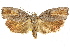 ( - CCDB-15726-H08)  @11 [ ] CreativeCommons - Attribution (2011) ANIC/CBG Photography Group Centre for Biodiversity Genomics