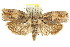  ( - CCDB-15727-A02)  @11 [ ] CreativeCommons - Attribution (2011) ANIC/CBG Photography Group Centre for Biodiversity Genomics