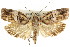  ( - CCDB-15727-A05)  @11 [ ] CreativeCommons - Attribution (2011) ANIC/CBG Photography Group Centre for Biodiversity Genomics