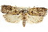  ( - CCDB-15727-B04)  @12 [ ] CreativeCommons - Attribution (2011) ANIC/CBG Photography Group Centre for Biodiversity Genomics