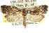  ( - CCDB-15727-G12)  @11 [ ] CreativeCommons - Attribution (2011) ANIC/CBG Photography Group Centre for Biodiversity Genomics