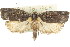  ( - CCDB-15727-H03)  @12 [ ] CreativeCommons - Attribution (2011) ANIC/CBG Photography Group Centre for Biodiversity Genomics