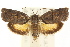  ( - CCDB-15727-H07)  @13 [ ] CreativeCommons - Attribution (2011) ANIC/CBG Photography Group Centre for Biodiversity Genomics