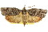  ( - CCDB-15728-A01)  @11 [ ] CreativeCommons - Attribution (2011) ANIC/CBG Photography Group Centre for Biodiversity Genomics