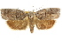  ( - CCDB-15728-A03)  @11 [ ] CreativeCommons - Attribution (2011) ANIC/CBG Photography Group Centre for Biodiversity Genomics
