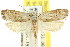  ( - CCDB-15728-C07)  @13 [ ] CreativeCommons - Attribution (2011) ANIC/CBG Photography Group Centre for Biodiversity Genomics