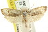  ( - CCDB-15728-C09)  @11 [ ] CreativeCommons - Attribution (2011) ANIC/CBG Photography Group Centre for Biodiversity Genomics