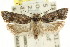  ( - CCDB-15728-D10)  @11 [ ] CreativeCommons - Attribution (2011) ANIC/CBG Photography Group Centre for Biodiversity Genomics