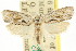  ( - CCDB-15728-D12)  @11 [ ] CreativeCommons - Attribution (2011) ANIC/CBG Photography Group Centre for Biodiversity Genomics