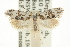  ( - CCDB-15729-D08)  @14 [ ] CreativeCommons - Attribution (2011) ANIC/CBG Photography Group Centre for Biodiversity Genomics