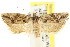  ( - CCDB-15729-E06)  @11 [ ] CreativeCommons - Attribution (2011) ANIC/CBG Photography Group Centre for Biodiversity Genomics