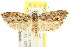  ( - CCDB-15729-E07)  @11 [ ] CreativeCommons - Attribution (2011) ANIC/CBG Photography Group Centre for Biodiversity Genomics