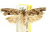  ( - CCDB-15729-E09)  @11 [ ] CreativeCommons - Attribution (2011) ANIC/CBG Photography Group Centre for Biodiversity Genomics