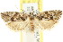  ( - CCDB-15729-E10)  @12 [ ] CreativeCommons - Attribution (2011) ANIC/CBG Photography Group Centre for Biodiversity Genomics