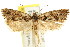  ( - CCDB-15729-E12)  @12 [ ] CreativeCommons - Attribution (2011) ANIC/CBG Photography Group Centre for Biodiversity Genomics