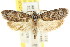  ( - CCDB-15730-G09)  @11 [ ] CreativeCommons - Attribution (2011) ANIC/CBG Photography Group Centre for Biodiversity Genomics