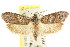  ( - CCDB-15730-G12)  @11 [ ] CreativeCommons - Attribution (2011) ANIC/CBG Photography Group Centre for Biodiversity Genomics