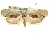  ( - CCDB-15730-H10)  @14 [ ] CreativeCommons - Attribution (2011) ANIC/CBG Photography Group Centre for Biodiversity Genomics
