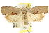  ( - CCDB-15731-A03)  @14 [ ] CreativeCommons - Attribution (2011) ANIC/CBG Photography Group Centre for Biodiversity Genomics
