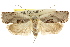  ( - CCDB-15731-A06)  @14 [ ] CreativeCommons - Attribution (2011) ANIC/CBG Photography Group Centre for Biodiversity Genomics