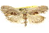  ( - CCDB-15731-A07)  @14 [ ] CreativeCommons - Attribution (2011) ANIC/CBG Photography Group Centre for Biodiversity Genomics