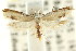  ( - CCDB-15732-B08)  @11 [ ] CreativeCommons - Attribution (2011) ANIC/CBG Photography Group Centre for Biodiversity Genomics