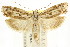  ( - CCDB-15732-F06)  @11 [ ] CreativeCommons - Attribution (2011) ANIC/CBG Photography Group Centre for Biodiversity Genomics