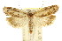  ( - CCDB-15732-F08)  @11 [ ] CreativeCommons - Attribution (2011) ANIC/CBG Photography Group Centre for Biodiversity Genomics