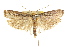  ( - CCDB-15732-G10)  @13 [ ] CreativeCommons - Attribution (2011) ANIC/CBG Photography Group Centre for Biodiversity Genomics
