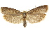  ( - CCDB-15732-G12)  @11 [ ] CreativeCommons - Attribution (2011) ANIC/CBG Photography Group Centre for Biodiversity Genomics