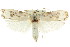  ( - CCDB-15733-D08)  @11 [ ] CreativeCommons - Attribution (2011) ANIC/CBG Photography Group Centre for Biodiversity Genomics