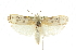  ( - CCDB-15733-D09)  @14 [ ] CreativeCommons - Attribution (2011) ANIC/CBG Photography Group Centre for Biodiversity Genomics